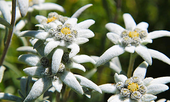 Edelweiss, Alps, white, flowers, spring HD wallpaper