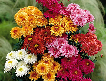 Flowers, Chrysanthemum, Bright, Beauty, Bouquet, Different HD wallpaper