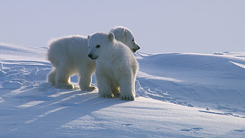 North's enchanting realm, Majestic Arctic, Cinematic marvels, Stunning film backdrop HD wallpaper
