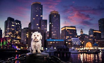 Dog, night, animal, white, city, breath graphy, buildings, evening, caine HD wallpaper