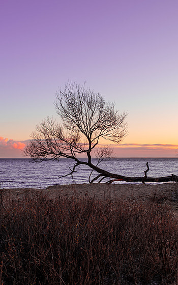 Nature, Sunset, Horizon, Wood, Tree HD phone wallpaper