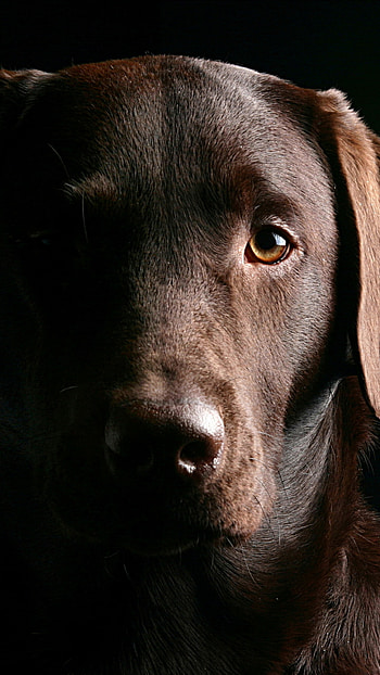 Adult Chocolate Labrador, Stunning muzzle, Chocolate beauty, Elegant breed HD phone wallpaper