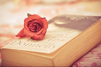 :), rose, soft, still life, book HD wallpaper