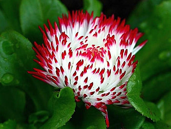 Beautiful Flower, cool, beautiful, , flower HD wallpaper