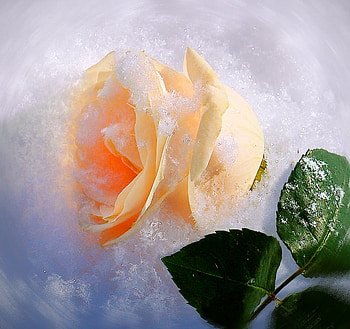 Rose for my friend RoseofSharon, rose, art , still life, pink, alone HD wallpaper