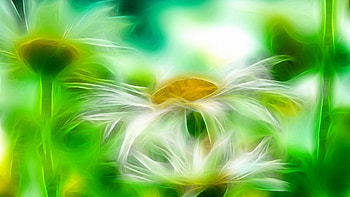 Flowers, nature, petals, bright HD wallpaper