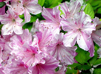 Flowers, Pink, Close-Up, Bloom, Flowering, Azalea HD wallpaper