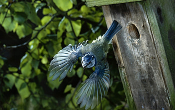 bird leaving the nest, flying, nature, bird, nest HD wallpaper