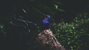 Kingfisher on a Log, Animals, Winged Creatures, Kingfishers, Birds HD wallpaper