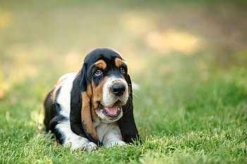 Animals, Grass, Dog, Muzzle, Puppy, Basset HD wallpaper