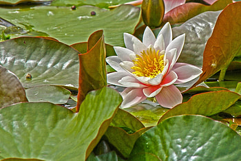 Flowers, Leaves, Greens, Pond, Water Lily HD wallpaper