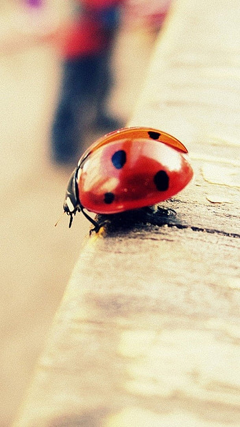 Cute, Ladybug, insect HD phone wallpaper