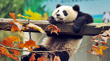 Cute Panda, panda, animals, cute, branch, tree HD wallpaper