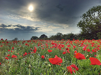 Evening Light, flowers, light, field, evening HD wallpaper