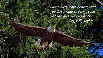 Always Fly Light, flight, trees, forest, eagle HD wallpaper