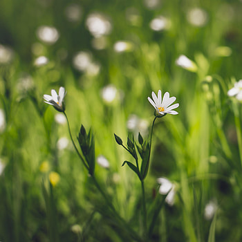 Flowers, Grass, Flower, Macro, Petals, Bloom, Flowering HD phone wallpaper
