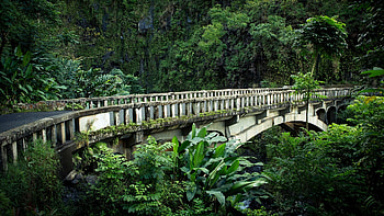 the bridge to know where, national park, ponpa trees, built 1936, forest, fernes HD wallpaper