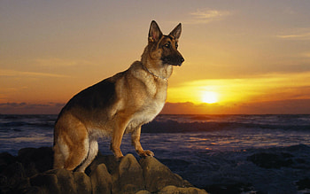 German Shepherd, Dogs HD wallpaper