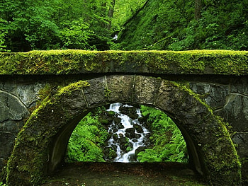 Lovely Green, nature, green HD wallpaper