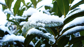Beauty, leaves, nature, green, snow HD wallpaper