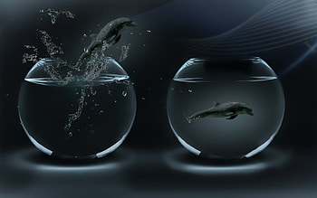 Animals, Dolfins HD wallpaper