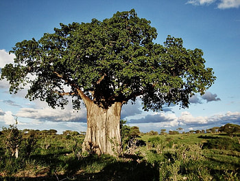 alek35, k, tree of the life HD wallpaper