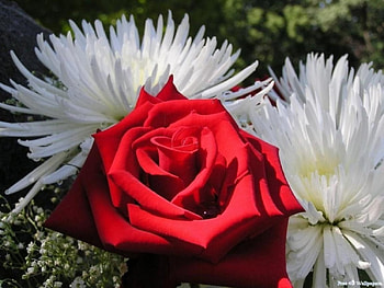Red rose, flowers, roses HD wallpaper