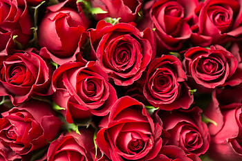 Flowers, Roses, Bouquet HD wallpaper
