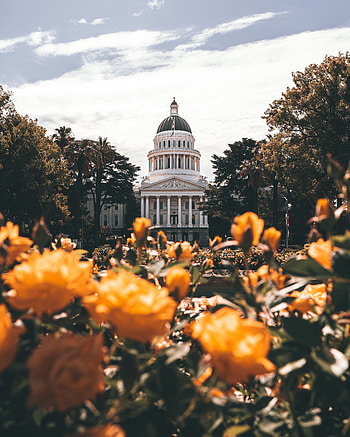 Cities, Flowers, Trees, Architecture, Building, Dome, Palace HD phone wallpaper