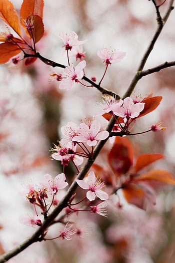 Flowers, Pink, Bloom, Flowering, Branch, Cherry Blossom HD phone wallpaper