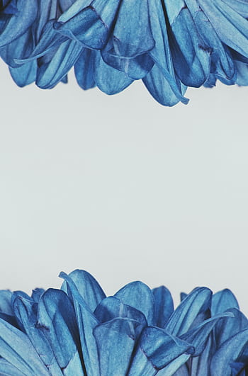 Elegant composition of vivid blue flowers highlighting a gentle background with ample copy space for creative use. HD phone wallpaper