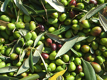 Food , Olive-themed, High-quality , Culinary delight HD wallpaper