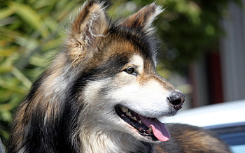 Animals, Fluffy, Dog, Muzzle, Profile, Tongue, Language HD wallpaper