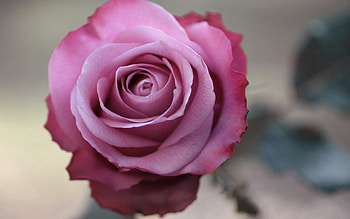 Macro, Bright, Rose Flower, Rose, Petals, Bud HD wallpaper