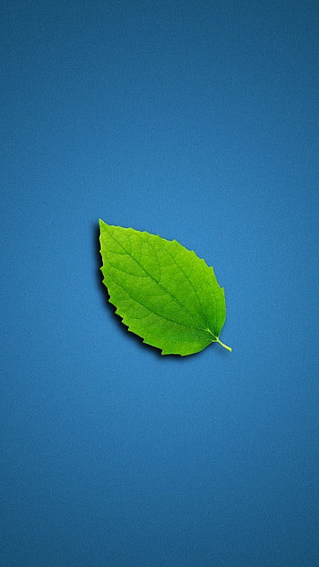 Clean, Green Leaf HD phone wallpaper