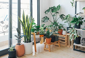 A vibrant collection of indoor plants in a cozy and modern room. HD wallpaper