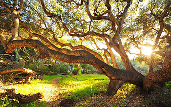 summer-wonderland, summer, green, trees, wonderland, forests, nature, grass, sun HD wallpaper