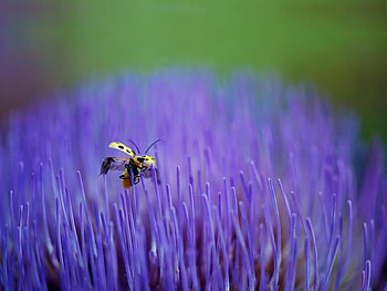 Ladybug on the Point, purple, points, ladybug, flower HD wallpaper