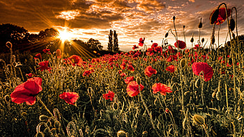 Plants, Landscape, Flowers, Sunset, Fields HD wallpaper