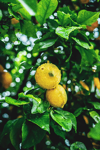 Lemons, Nature, Fruits, Leaves, Wet, Branches HD phone wallpaper