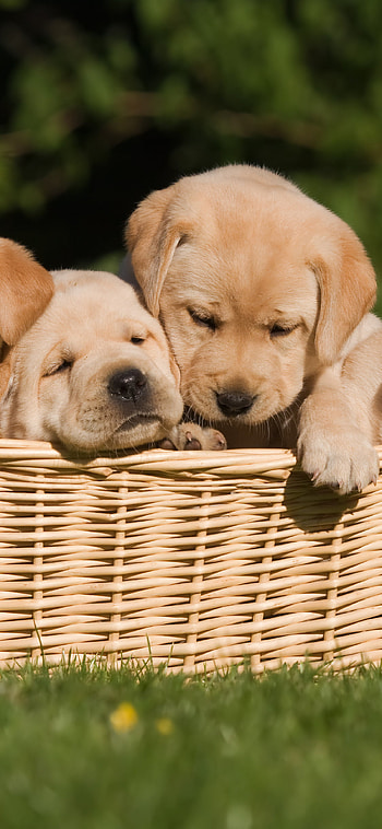 Animal, puppy HD phone wallpaper