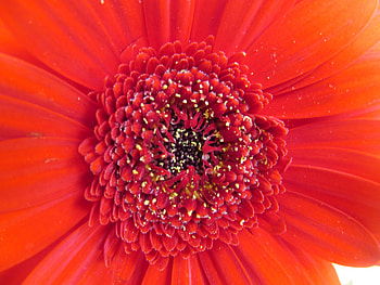Petal Explosion, Petals, Flowers, Floral, Plants, Flora HD wallpaper