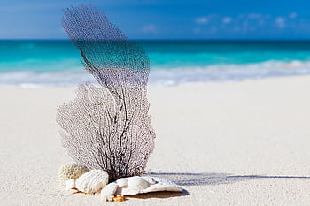 A peaceful beach scene with seashells and coral on white sand by the blue ocean. HD wallpaper