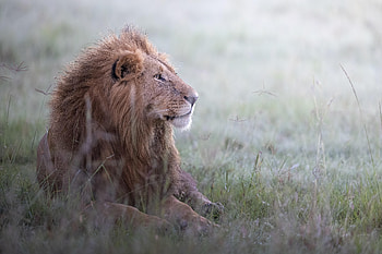 Animals, Lion, Predator, Wildlife, Animal, King Of Beasts, King Of The Beasts HD wallpaper