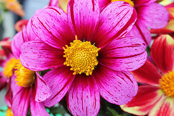 Flowers, pink, nature, pink flowers, Flower HD wallpaper