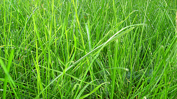 wet grass, wet, rain, field, green, drops, grass HD wallpaper