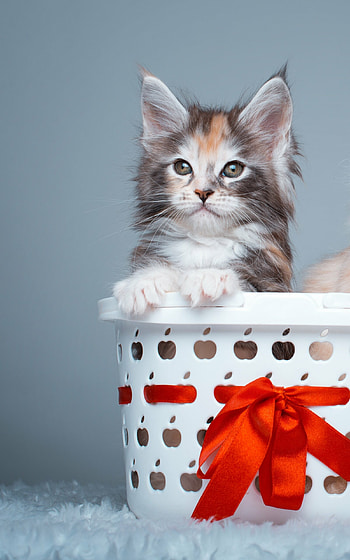 Cute cat, Fluffy animal, Playful pet, Adorable companion HD phone wallpaper
