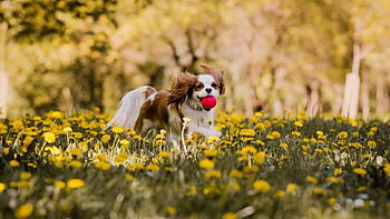 Cute Dog, dog, cute, flowers, animals HD wallpaper