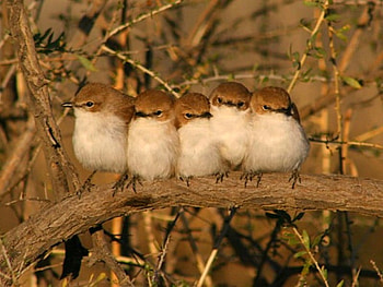 Amazing Birds graphy, amazing, birds, graphy HD wallpaper