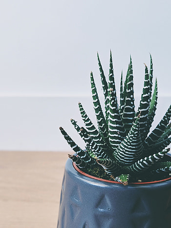 Flowers, Plant, Striped, Decorative, Succulent HD phone wallpaper